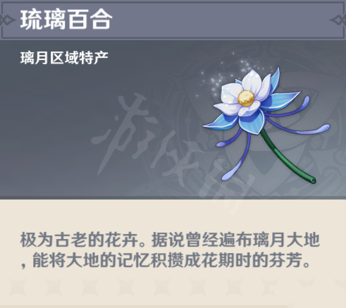 琉璃百合在哪買