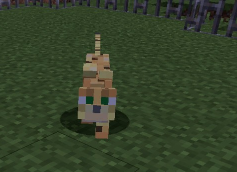 我的世界貓怎麼馴服？