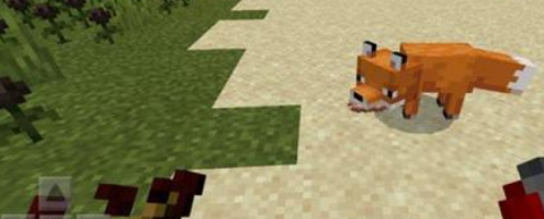 我的世界狐狸馴服後有什麼用？