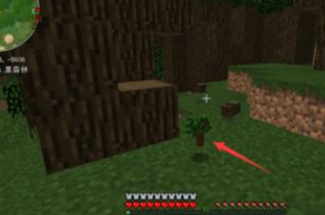 我的世界深色橡木怎麼長不大？