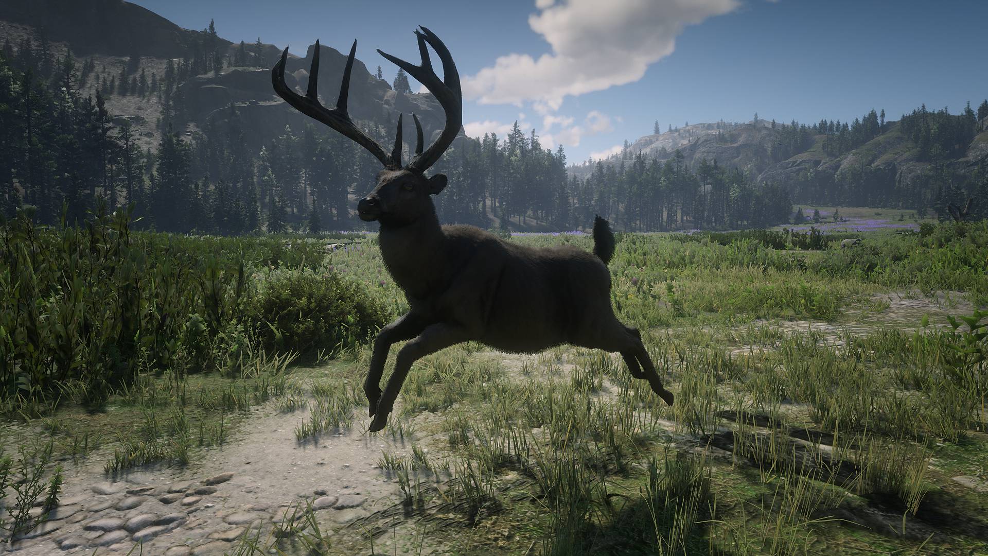 荒野大鏢客2麋鹿哪裡多？