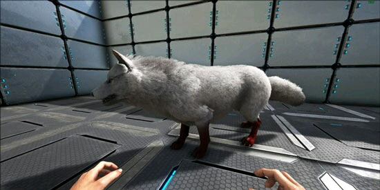 方舟：生存進化恐狼吃什麼馴養？