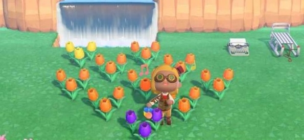 鬱金香可以雜交出幾種新顏色?如何搭配?