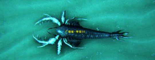 方舟手游廣翅鱟分布在哪？