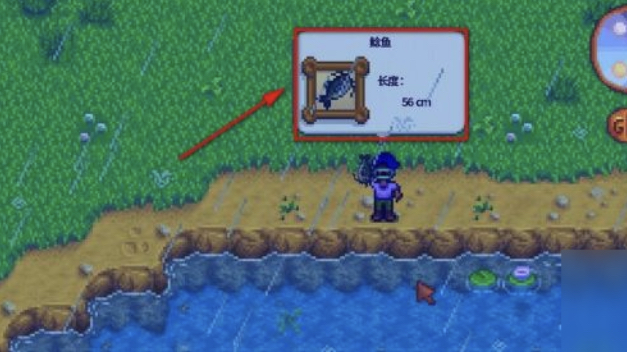 星露穀物語鯰魚從哪兒釣？