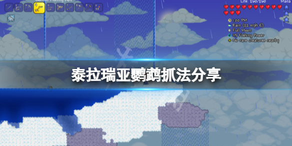 《泰拉瑞亞》金剛鸚鵡怎麼抓？鸚鵡抓法分享