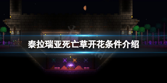 《泰拉瑞亞》死亡草什麼時候開花？死亡草開花條件介紹