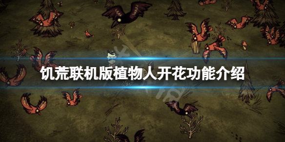 《飢荒聯機版》植物人開花有什麼用？植物人開花功能介紹
