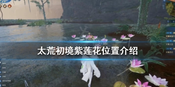 《太荒初境》紫蓮花位置介紹 紫蓮花哪裡採集