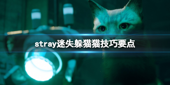 《迷失》stray躲貓貓怎麼跳杯？躲貓貓技巧要點