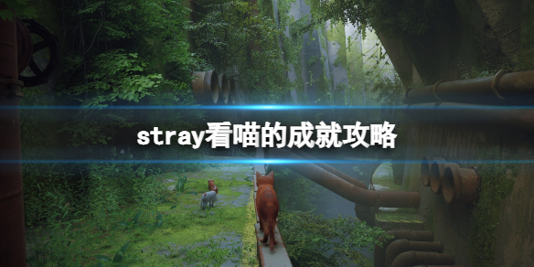 《迷失》stray看喵的成就攻略 灌籃怎麼投中？