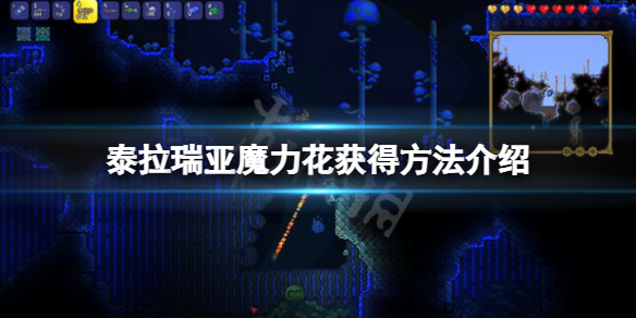 《泰拉瑞亞》魔力花怎麼獲得？魔力花獲得方法介紹