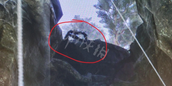 霍格沃茨之遺逃賊支線怎麼做-霍格沃茨之遺蜘蛛卡位擊殺方法