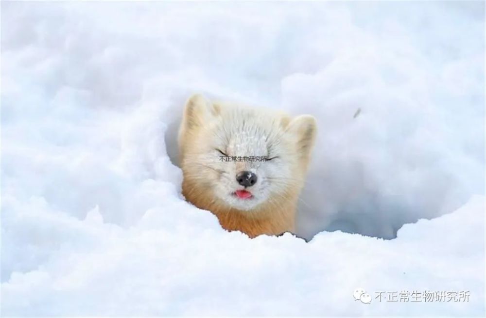 雪地中的紫貂實在可愛，其表情和動作給人一種療愈的感覺