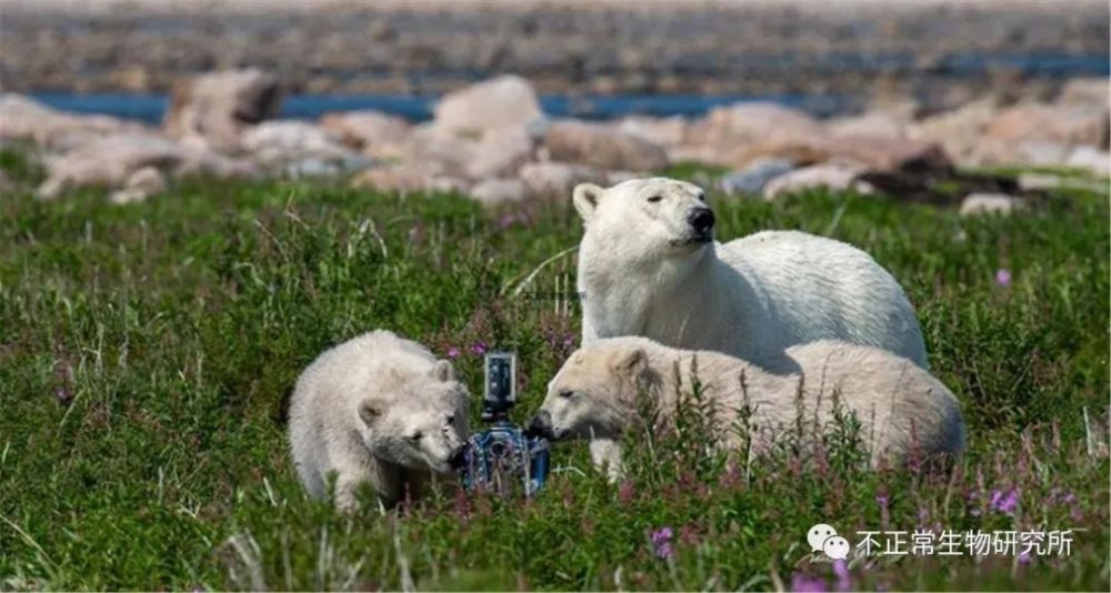 頂尖捕獵者的另一面，北極熊在夏季的生活還挺愜意