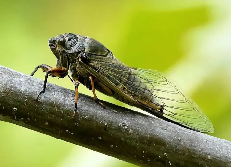 《寶可夢》來源與生態：土居忍士與鐵面忍者，詮釋何為若蟲化蟬！