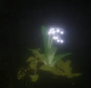 #環 月之貴族是舊王室